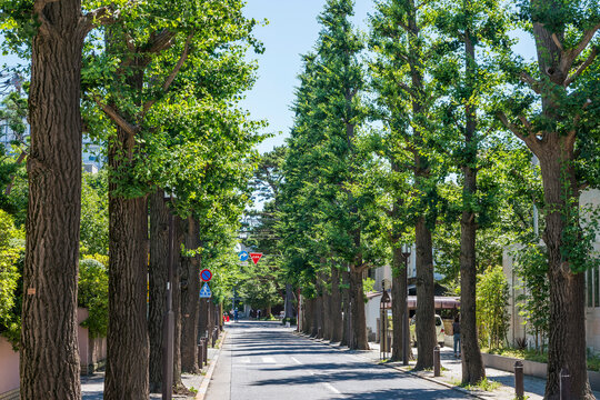 成城学園周辺の風景