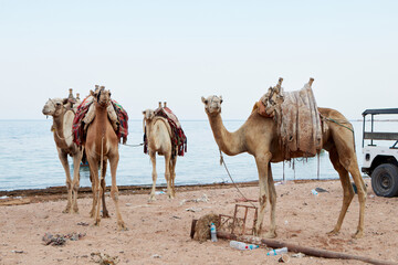 Camels in Dahab south Sinai Egypt . Camel on the beach at a Red sea. Dahab,Sinai, Egypt.