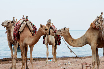 Camels in Dahab south Sinai Egypt . Camel on the beach at a Red sea. Dahab,Sinai, Egypt.
