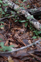 A brown snake lies partially hidden by sticks and leaves.