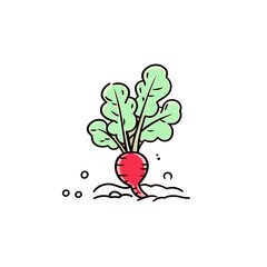 Radish hand-drawn illustration. Radish. Vector doodle style cartoon illustration