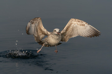 Caspian Gull (Larus cachinnans) taking off from water. Oder delta in Poland, europe. Blue...