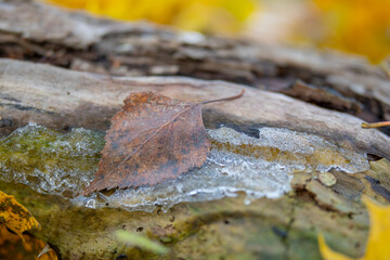 Autumnal birch tree leaf with frazil ice