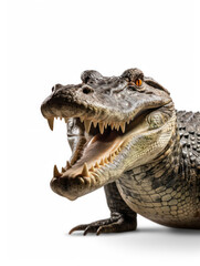 Obraz premium Crocodile Studio Shot Isolated on Clear Black Background, Generative AI