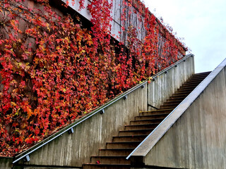 unsightly brick wall painted white, climbing vines with red leaves grow. very aesthetic combination...