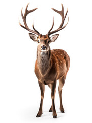 Deer Studio Shot Isolated on Clear White Background, Generative AI