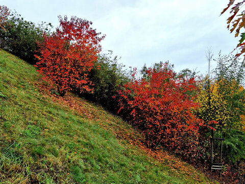 Fiery maple Tatar maple It is naturally a multi-stemmed shrub with a broadly funnel-shaped crown, but it is also grown as a tree with one trunk. The deciduous leaves are trifoliate, conspicuously 