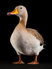 Obraz premium Duck Studio Shot Isolated on Clear Black Background, Generative AI