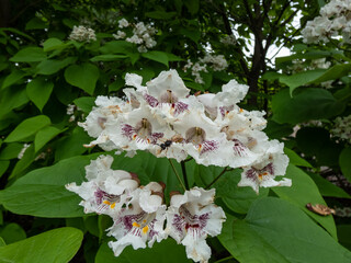 Northern Catalpa (Catalpa speciosa) with large, heart-shaped leaves flowering with trumpet shaped,...