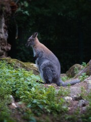 Fototapeta premium Side portrait of a kangaroo outdoors in nature