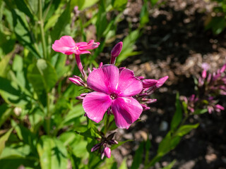 Fototapeta premium Close-up of the Largeleaf phlox (Phlox amplifolia Britton) 'Tehumseh' flowering with bright pink flowers in the garden in late summer
