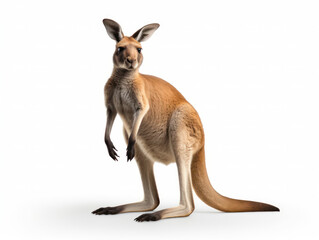 Kangaroo Studio Shot Isolated on Clear White Background, Generative AI