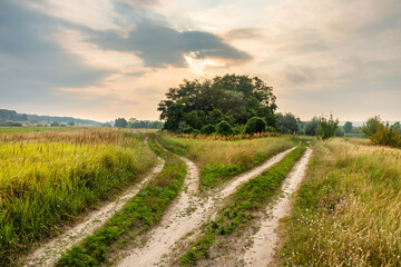 Two dirt roads in the countryside with meadow and trees. Path choice concept. Nature of the forest-steppe on a summer day