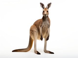 Fototapeta premium Kangaroo Studio Shot Isolated on Clear White Background, Generative AI