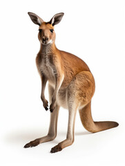 Fototapeta premium Kangaroo Studio Shot Isolated on Clear White Background, Generative AI