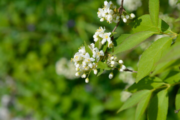 Lemoine Deutzia branch with flowers