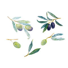 Watercolor olive branch. Hand draw watercolor illustration on white background. Olive collection.