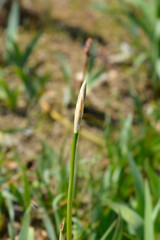 Illyrian iris flower bud