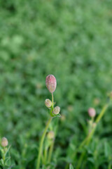 Sea campion flower bud