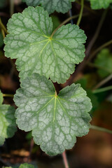 Alum root Dales Strain leaves
