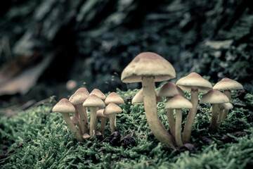 Hypholoma fasciculare, also known as the sulphur tuft or clustered woodlover, is a common woodland mushroom.