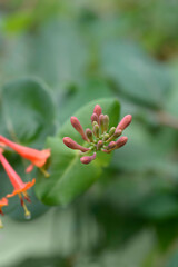 Honeysuckle Dropmore Scarlet flower buds