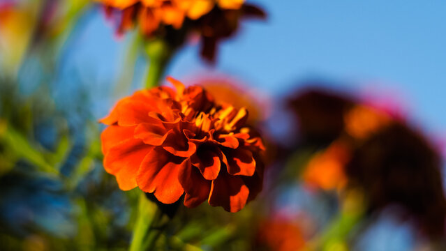 Macro de fleur d'&oelig;illet d'Inde