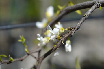 Eastern Redbud Royal White