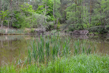 Obraz premium A small lake in the forest