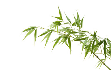 Fototapeta na wymiar Green Bamboo Plant Decoration on transparent background