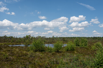 Moor eyes  in the Black Moor