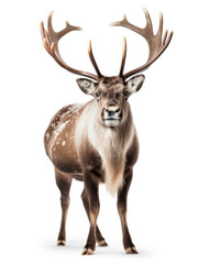 Reindeer Studio Shot Isolated on Clear White Background, Generative AI