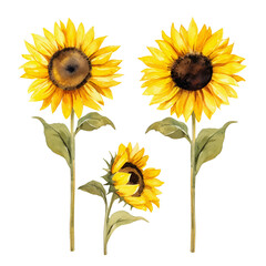 Obraz premium watercolor sunflowers, set of sunflowers isolated on transparent background