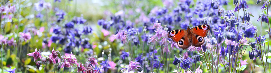 Schmetterling 1102