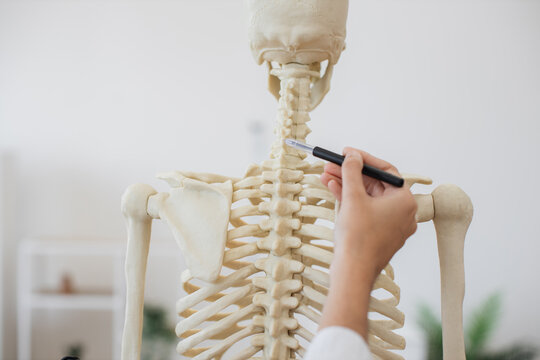 Close up of female doctor touching back of human skeleton with pen in hand. Mature woman examining diseases in bones of spine in private cabinet. Concept of hospital and treatment.