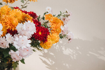Floral background. Yellow and red chrysanthemums on a light background. A bright bouquet of autumn flowers. Front view