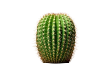 Foto op Aluminium Succulent Cactus Plant Guide on transparent background ©  Creative_studio