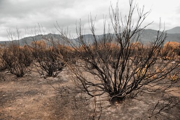 Incendis Saint André