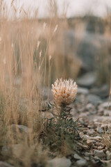 Un chardon en automne