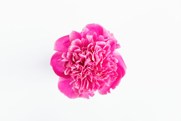 Head of pink blooming peony against white background