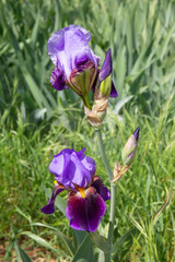 Iris flowers. Naturalistic picture of a fuchsia German Iris in bloom.