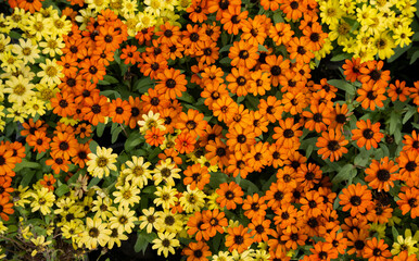 A small flower with beautiful blooms. There are alternating yellow and orange colors that can be...