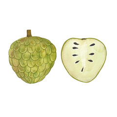 exotic fruit sugar apple, Annona squamosus, hand drawn fruit in watercolor. healthy food, natural product