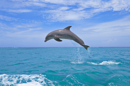 Bottle-nosed dolphin (Tursiops truncatus) jumping in Caribbean Sea
