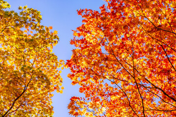 autumn leaves against blue sky