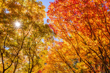 autumn leaves in the sun