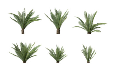 Dioon spinulosum tree palm isolated on transparent background
