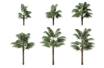 thatch palm tree isolated on transparent background