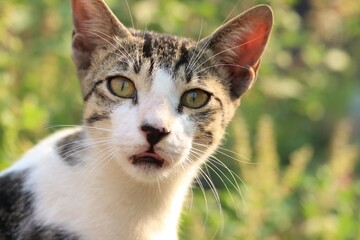 Cat portrait. Animal background. Cute cat.