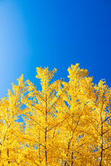 秋のイチョウと青空	